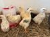 Hybrid baby chicks (HENS)