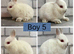 Netherland Dwarf Baby Bunnies