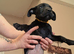 Cane corso cross presa canerio