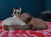 Cinnamon-colored Siamese