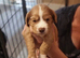 Cocker spaniel puppies