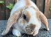 Young Mini Plysh Lops available. Hypoallergenic fur.