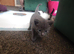 Kittens for sale