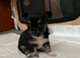 3 beautiful puppies