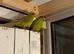 Very beautiful kakariki for sale