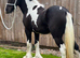 17 month old chaps registered filly