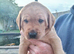 Working Fox Red Labrador retriever puppies