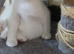 9 week old kitten