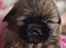 3 beautiful pure shih tzus ready now!