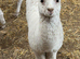 Male cria