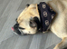 Loving dog needs new home