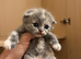 Scottish Fold & Straight Kittens