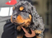 Long haired  rottweiler pups