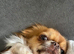 Parti tan point white black chihuahua girl