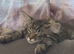Half ragdoll female kitten