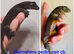 Gargoyle geckos, pine island chahouas and halmahera geckos