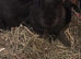 Mini lop x Vienna blue baby bunnies