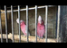 Breeding pair Galah cockatoos