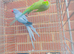 Indian ringnick pair for sale