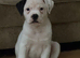 Gorgeous American bulldog x French bulldog