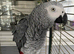 Male African grey