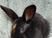 Rex Rabbit  babies for sale
