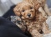 Toy Poodles Ready NOW