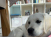 Labrador and Golden mix puppy