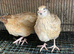 Jumbo quails