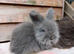 pedigree english angora
