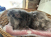 Texel adult boy guinea pig