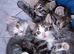 mixed babies for sale