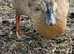 Crested runner duck x ( pending collection )