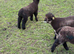 Ryeland coloured lambs