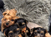 Yorkshire Terrier puppy
