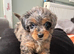 Miniature bernadoodle girl