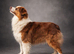 Fully health tested KC Australian shepherd