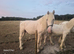 Irish sports horse cross cob stallion
