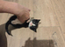 Playful happy kittens