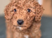 Toy poodle