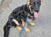 German Shepherd puppy 7 months old