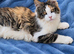 Sell and Rehome Mainecoon