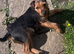 MISSING TERRIER IN WALES