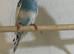 Baby budgies