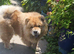 Chow chow girl pedigree