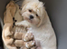 Lhasa Apso puppies in Kent