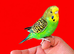 Super silly hand tamed baby budgies
