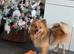 Pomeranian male