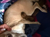Adorable Pomchi Puppies Looking for Their Forever Homes**