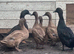 POL khaki campbell ducks